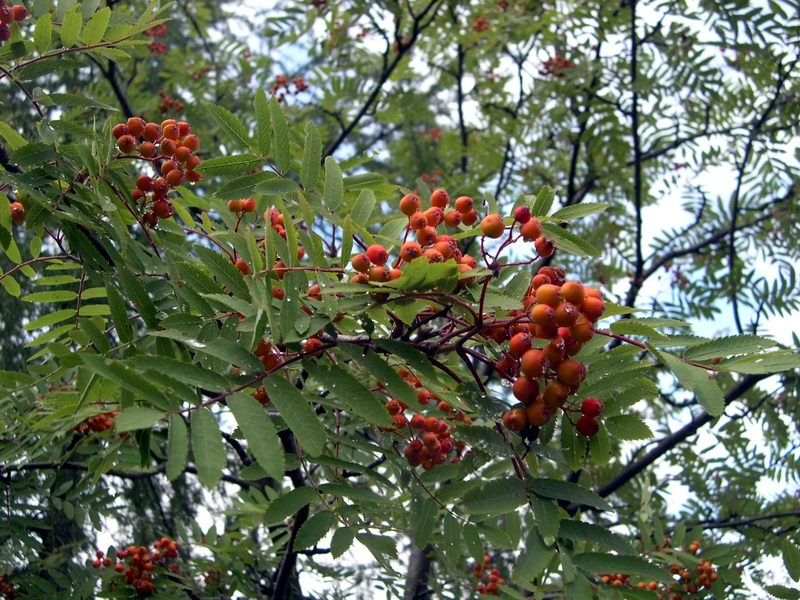 Sorbus aucuparia / Sorbo degli uccellatori